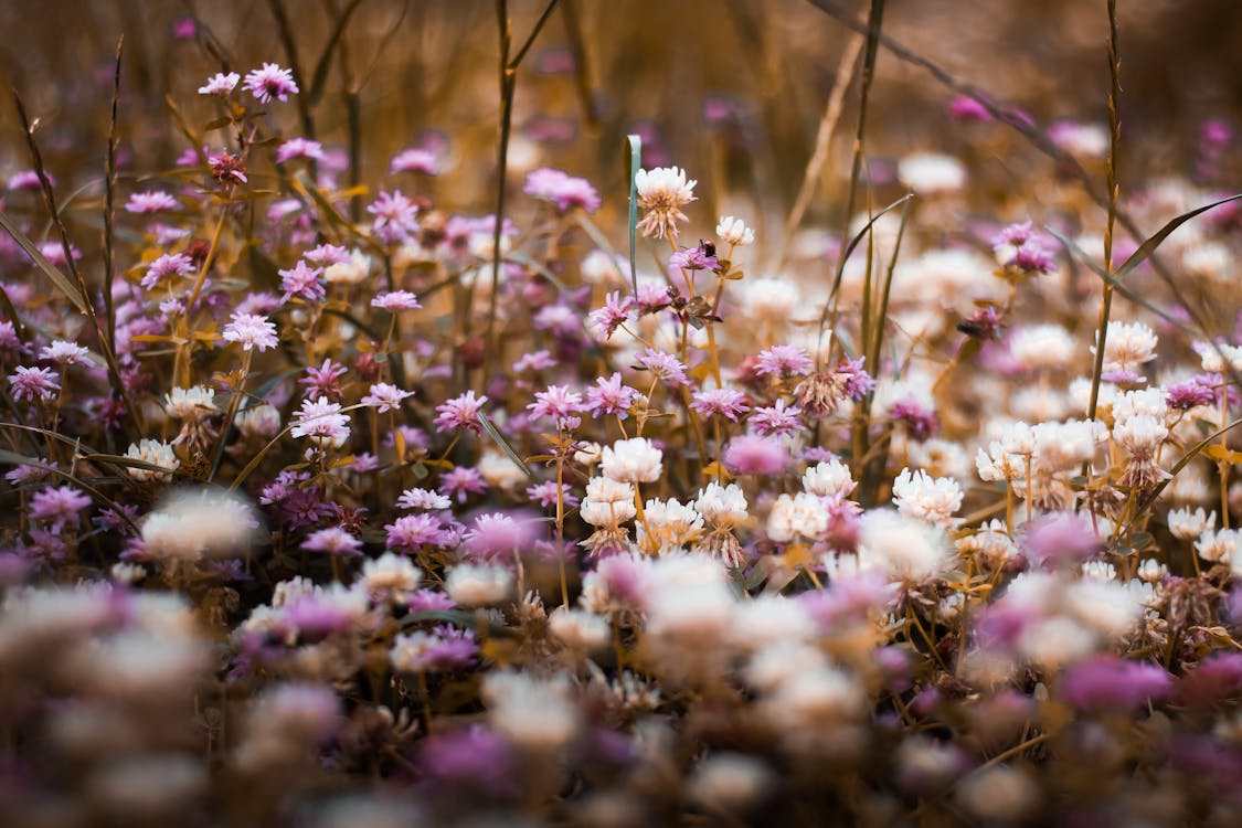 紫色和白色的花坛的选择性聚焦摄影