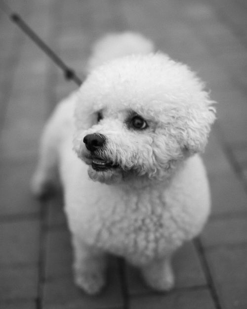Free Adorable Bichon Frise dog on a leash in a grayscale street scene. Stock Photo