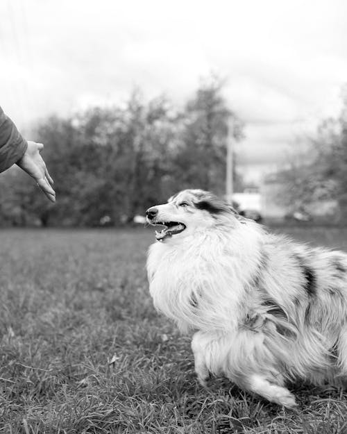 Grayscale Photo of a Rough Collie Running on a Grassy Field