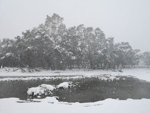 Foto d'estoc gratuïta de arbres, blanc i negre, boira