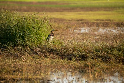 Free A heron stands elegantly beside tall grass in a serene wetland, ideal for nature and bird photography. Stock Photo