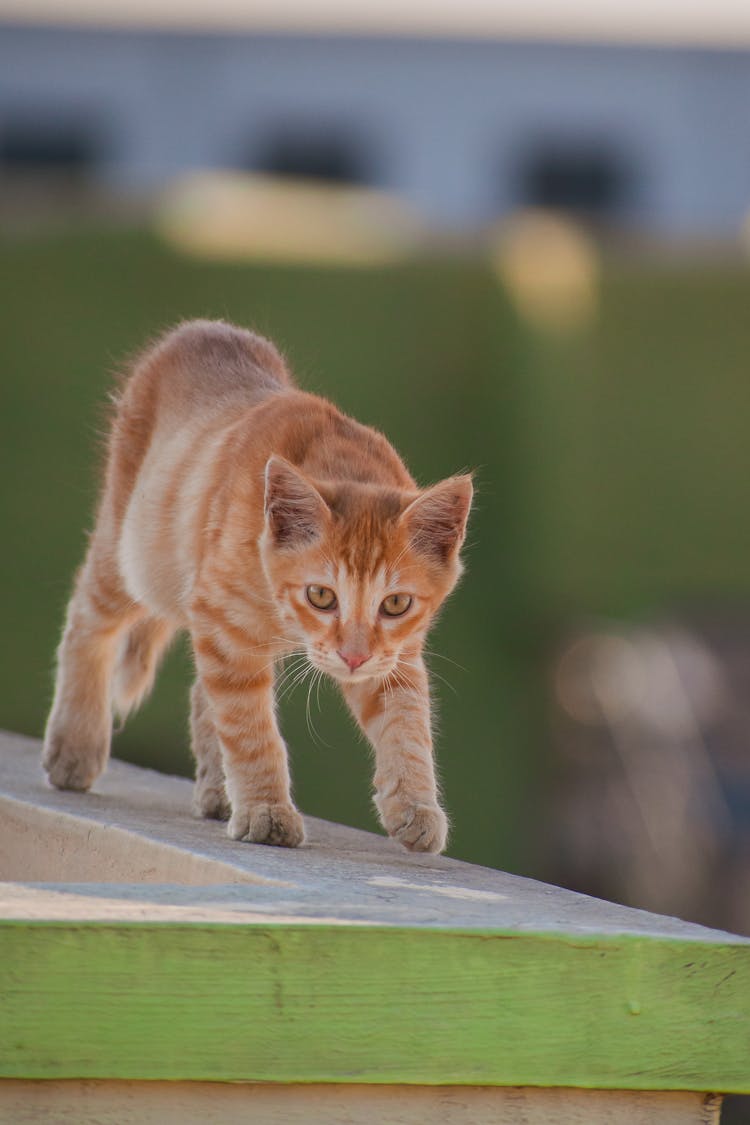 An Orange Tabby Cat Walking On A Concrete Wall