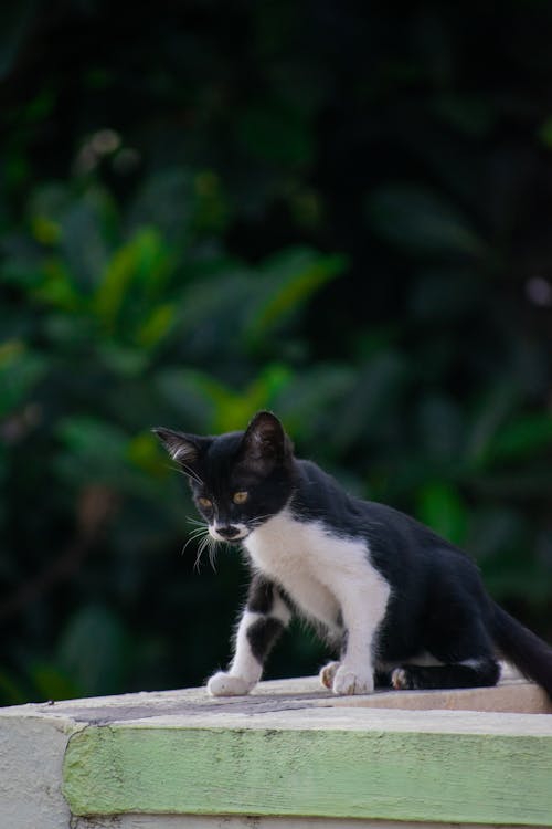 Black and White Cat