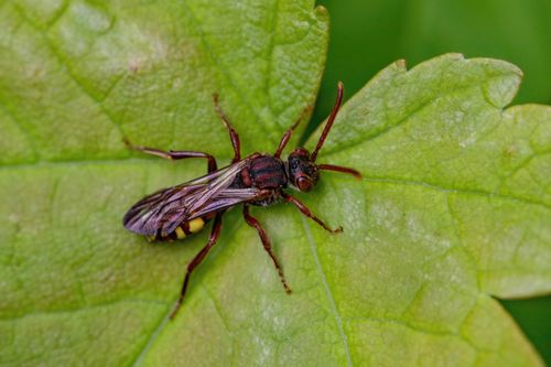 Free Macro shot of a Nomada bee resting on a vibrant green leaf, showcasing detail and texture. Stock Photo
