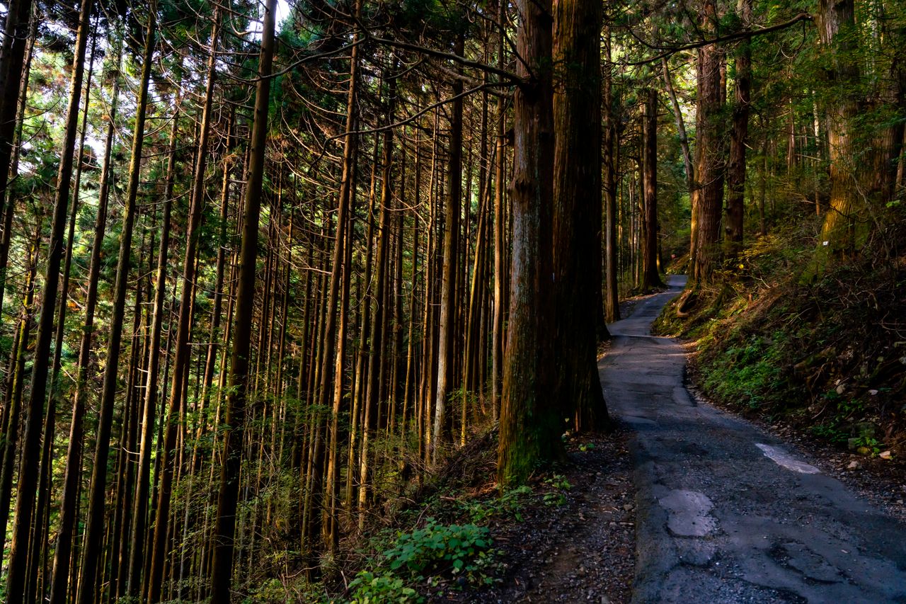 A narrow stone and earth path climbing through a forest of tall cedar and cypress on the old Nakasendo trail in the Kiso Valley