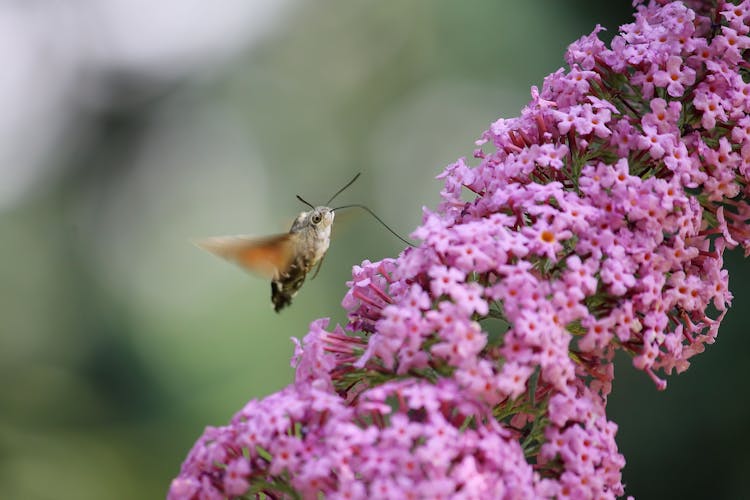 Close-Up Shot Of A Hummingbird Hawk Moth Flying On A Purple Flower