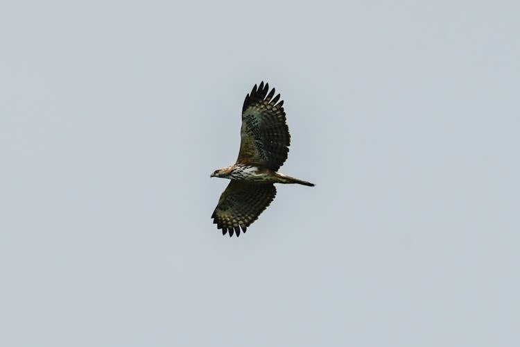 An Eagle Flying In The Sky