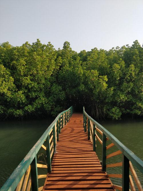 Free Scenic view of a wooden bridge path leading into a lush mangrove forest under a clear sky. Stock Photo