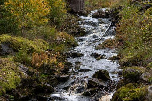 Free A tranquil stream flowing through moss-covered rocks and autumn foliage in a Swedish forest. Stock Photo