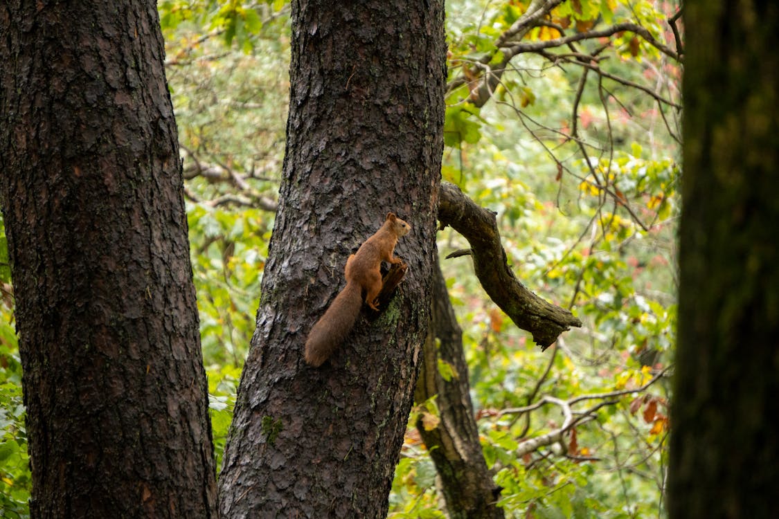 Brown Squirrel on Tree Trunk