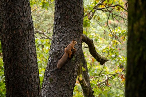 Free Squirrel climbing a tree in a lush Swedish forest during fall, showcasing natural wildlife. Stock Photo