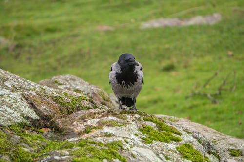 Photos gratuites de aviaire, caillou, corneille