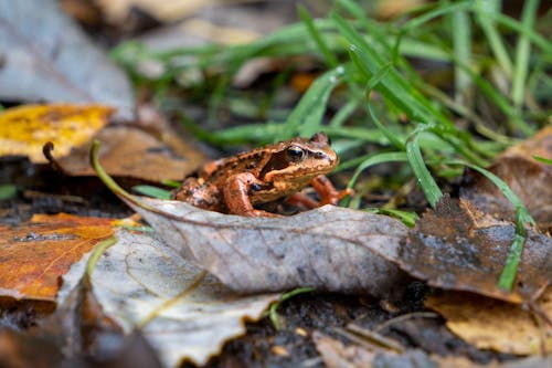 Close-Up Shot of a Brown Frog on a Dry Leaf