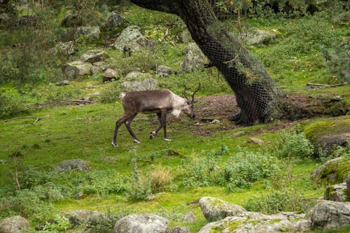 Ingyenes stockfotó agancs, állat, barbár témában