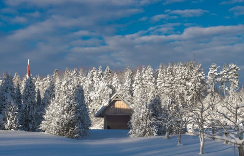 Imagine de stoc gratuită din acoperit de zăpadă, arbori, hambar