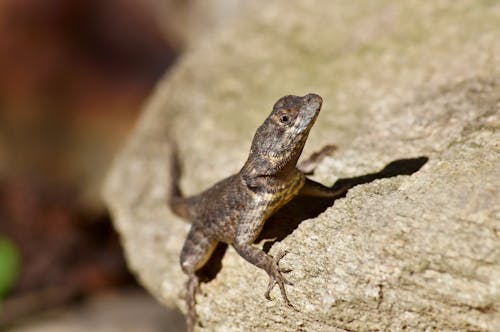 トカゲ, 爬虫類, 野生動物の写真の無料の写真素材