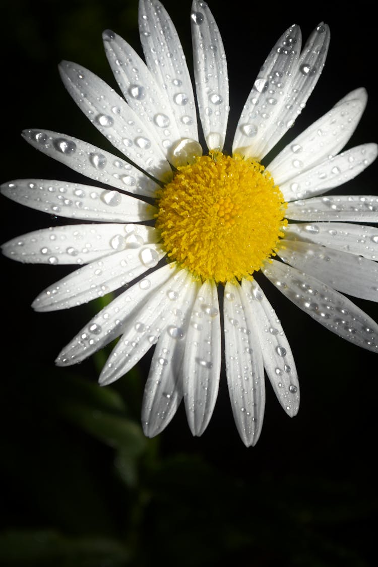 Daisy Flower