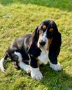 Close Up Photo of a Dog Sitting on Grass