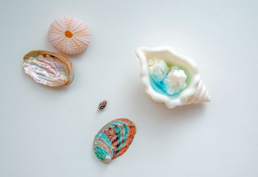 Close-Up Shot of Seashells on a White Surface