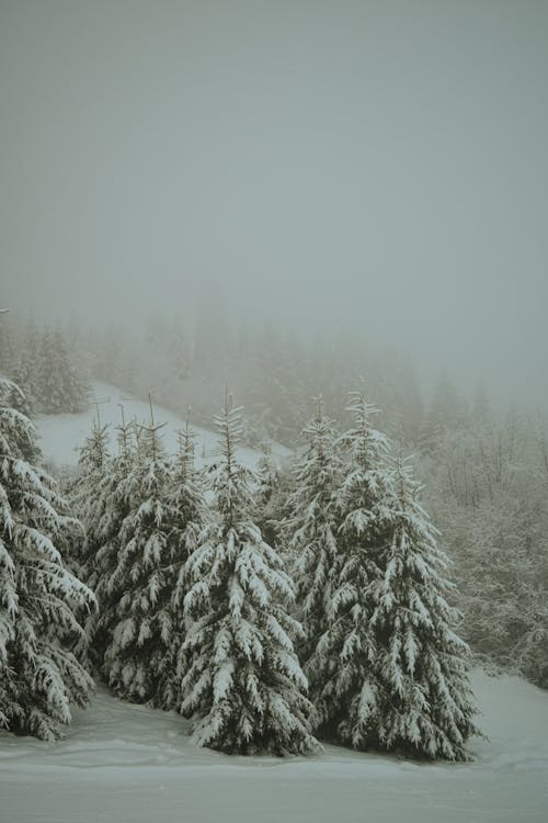 Fotos de stock gratuitas de arboles, campo, con neblina