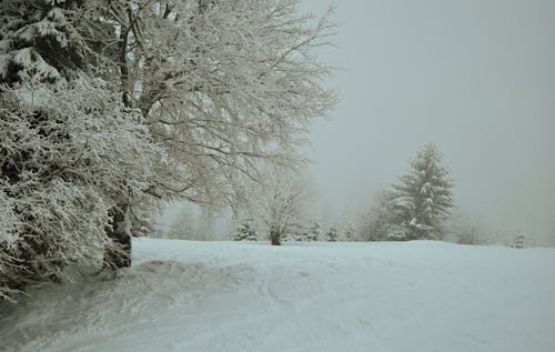 Imagine de stoc gratuită din acoperit de zăpadă, arbori, cețos