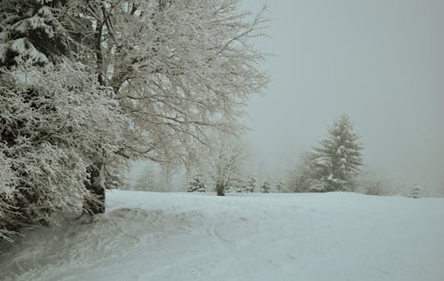 Photos gratuites de arbres, brouillard, couvert