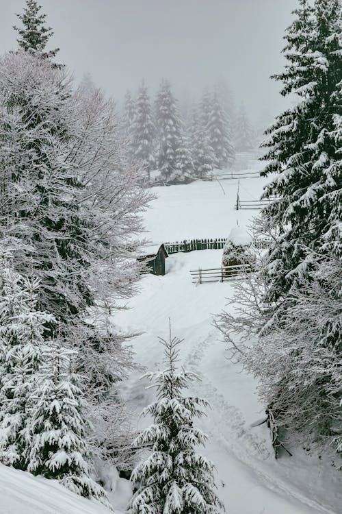 Imagine de stoc gratuită din acoperit de zăpadă, arbori, câmp