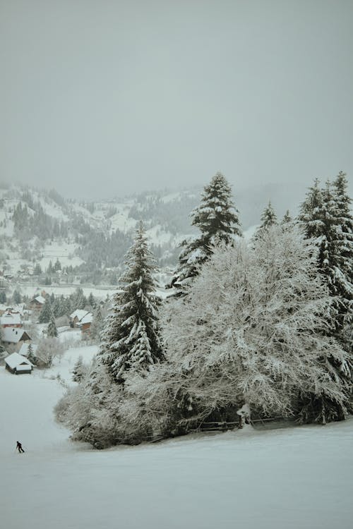 Безкоштовне стокове фото на тему «вертикальні постріл, дерева, зима»