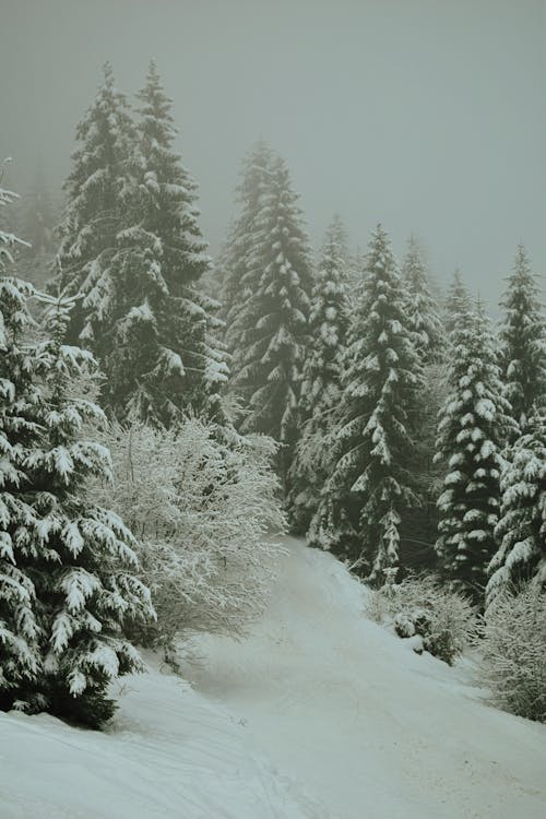 冬季, 垂直拍攝, 大雪覆蓋 的 免費圖庫相片