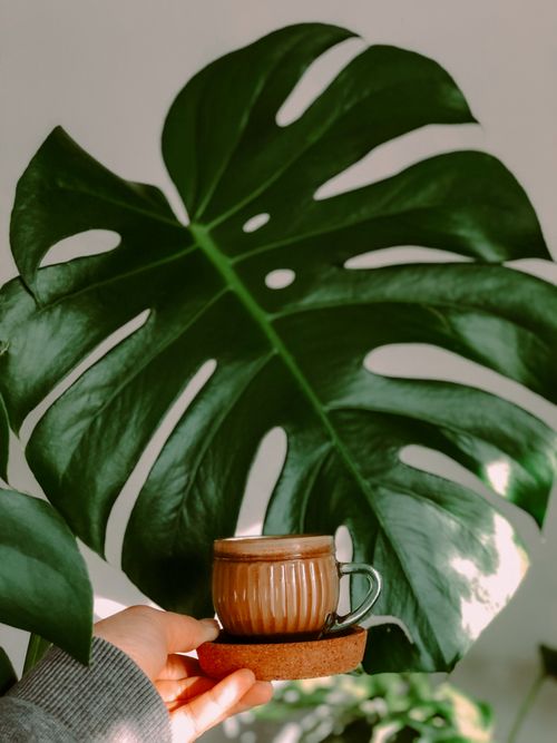 Free A cup of coffee held in front of a large green monstera leaf, creating a cozy, natural vibe. Stock Photo
