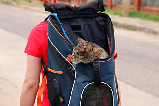 A domestic cat peeks out from a backpack worn by an adult walking outdoors.