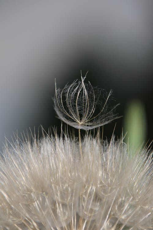 Free Macro Shot of a Dandelion in Bloom Stock Photo
