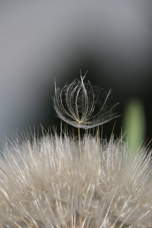 Immagine gratuita di bocciolo, colpo di macro, colpo ravvicinato estremo