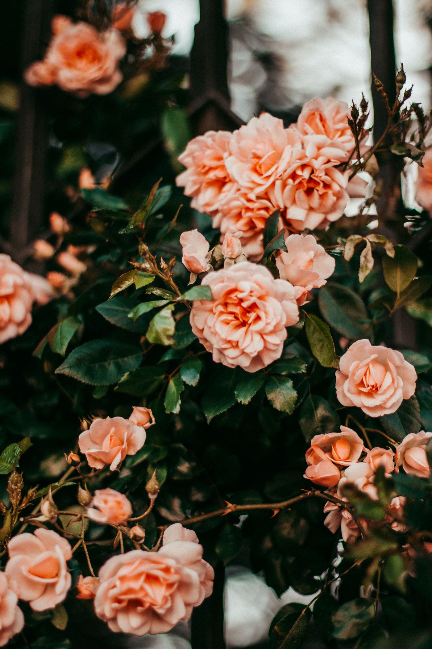 Peach garden roses