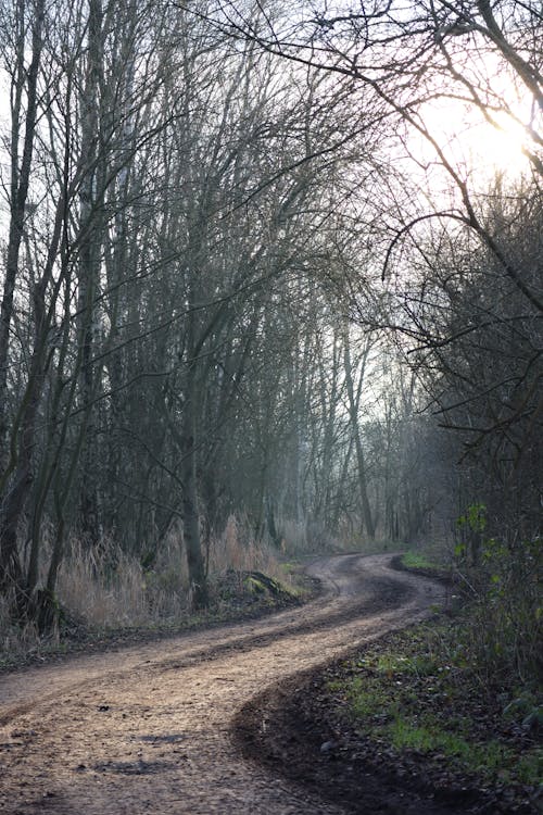 A Pathway in the Forest