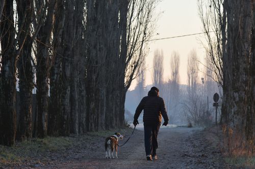 Free A serene walk with a dog on a tree-lined path in Isola della Scala at sunrise. Stock Photo
