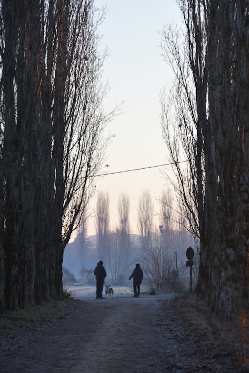 Fotos de stock gratuitas de al aire libre, amanecer, arboles