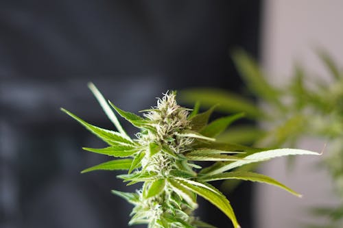 Free Close-Up Shot of Marijuana Stock Photo