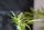weed