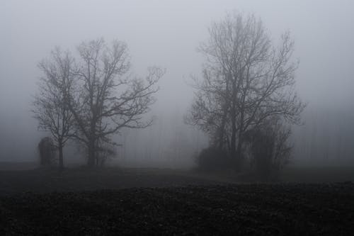 Free Bare Trees surrounded with Fog  Stock Photo