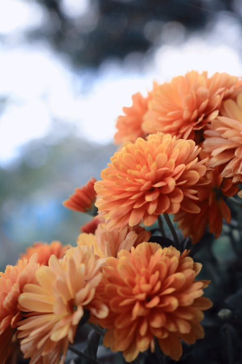Bunch of Orange Flowers in Close Up Photography