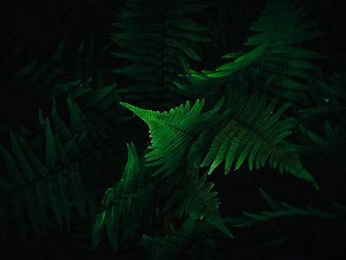 植物, 漆黑, 特寫 的 免費圖庫相片