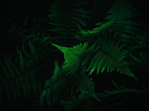 Free A detailed view of vibrant green fern leaves illuminated against a dark background, showcasing nature's beauty. Stock Photo
