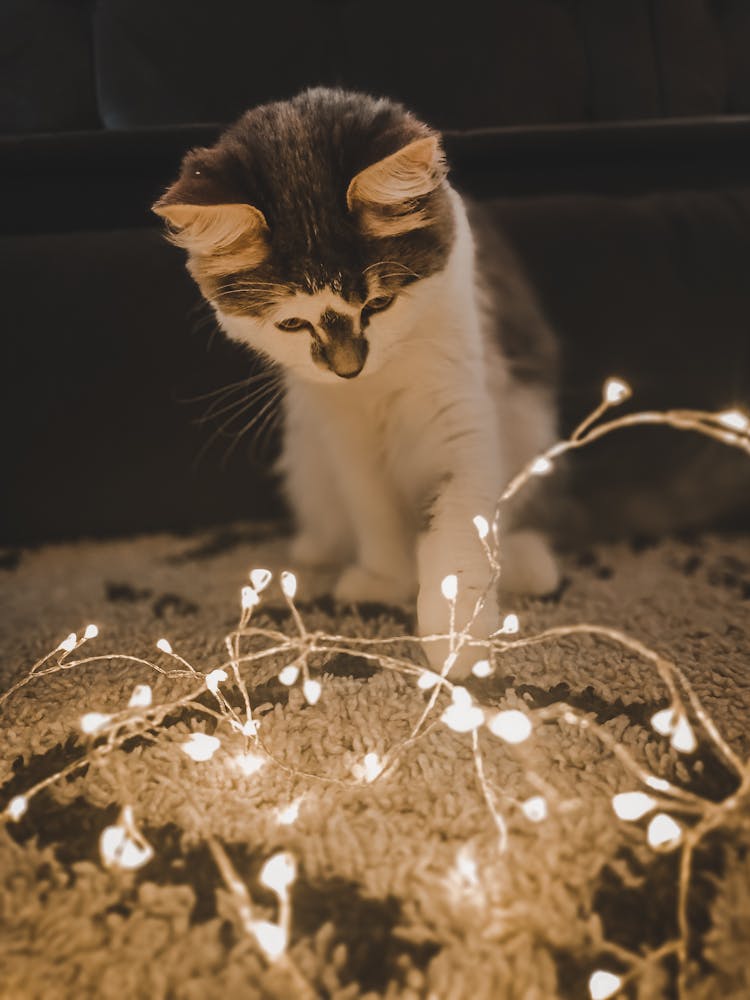 Close-up Photo Of Kitten Playing With String Lights