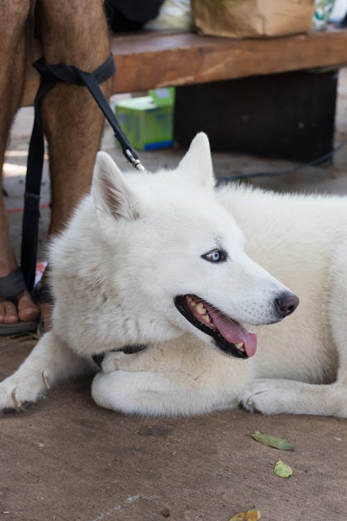 Gratis stockfoto met blauwe ogen, liggen, man met hond