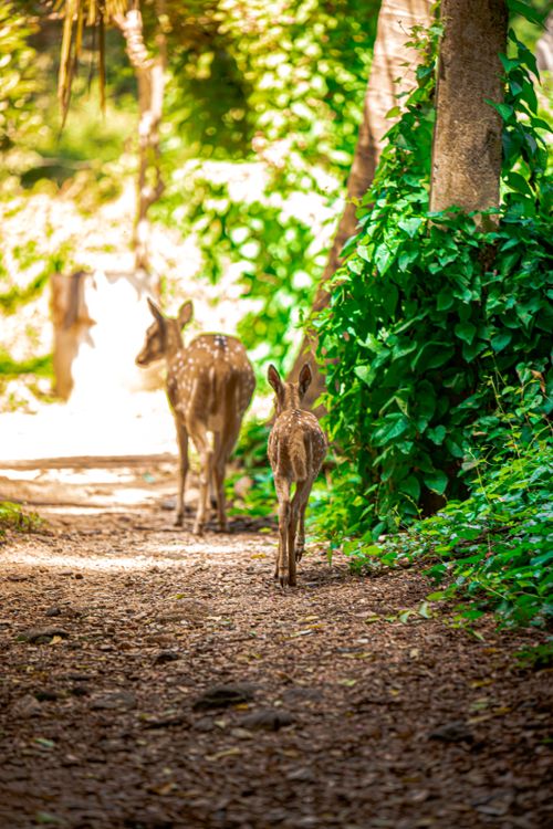 Free Two deer walking on a sunlit path surrounded by lush greenery in Trincomalee, Sri Lanka. Stock Photo