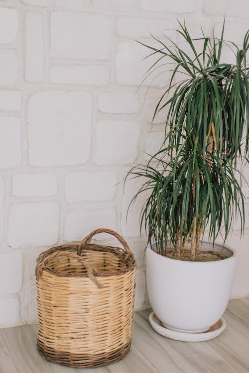 Basket Near a Plant
