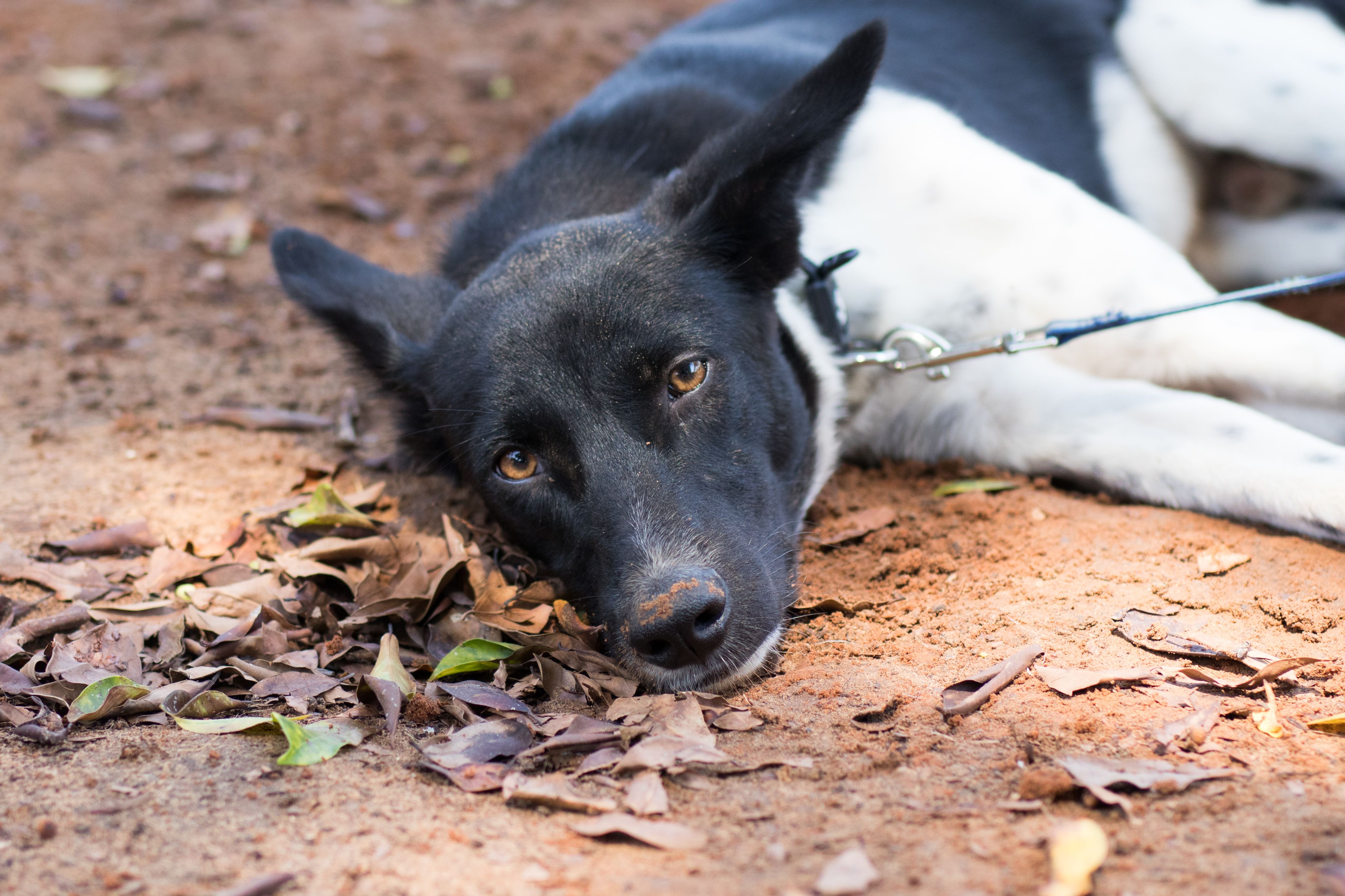 Dog Diarrhea: 7 Common Causes and Cures for Doggy Diarrhea