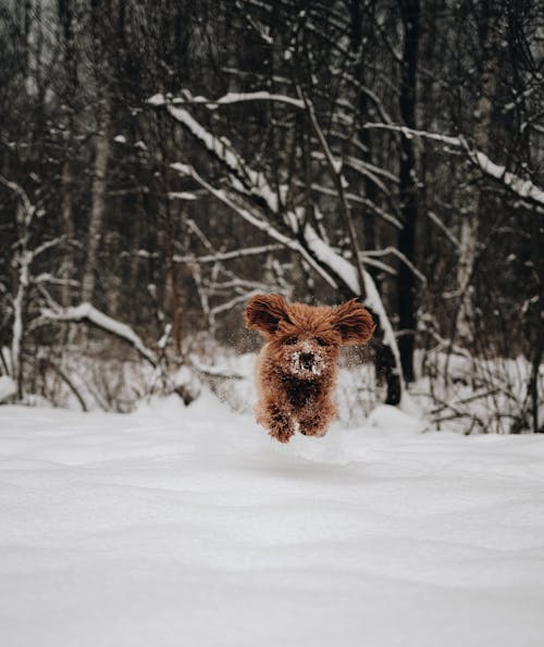 Free Dog Running in Snow Stock Photo