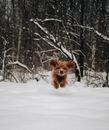 Dog Running in Snow